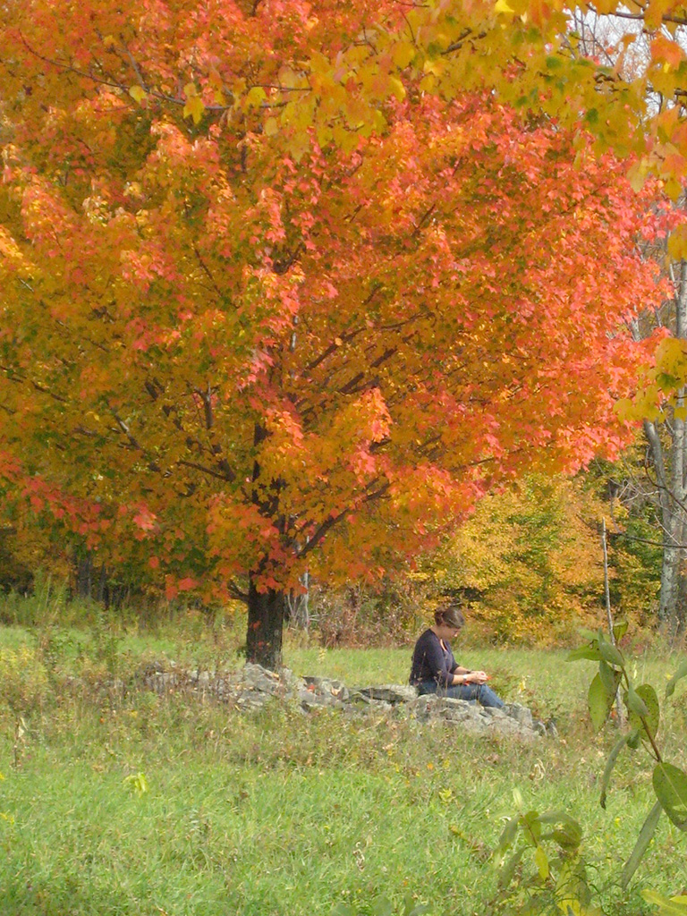 12 SpiritSongautumn Maple 0640