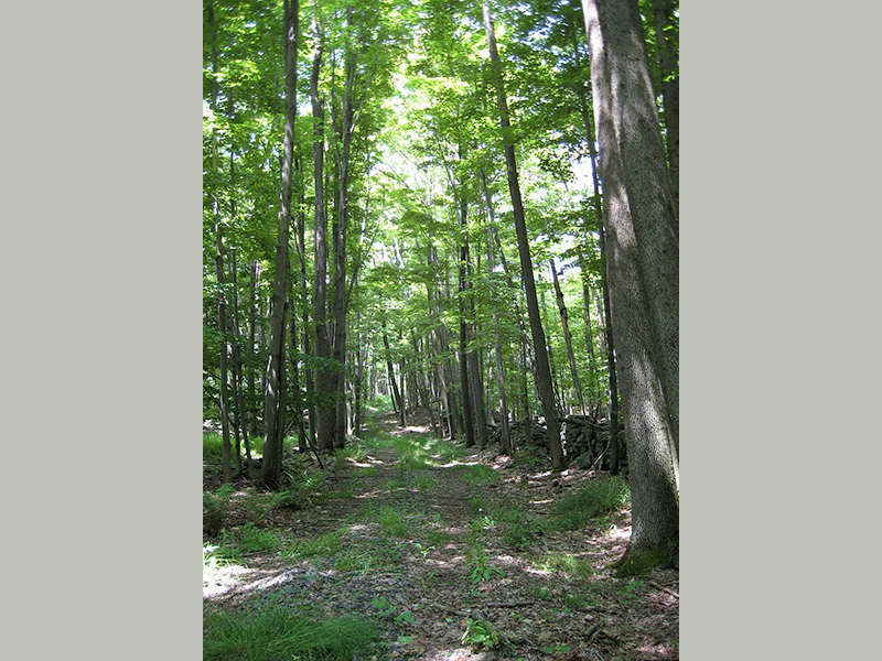 01 SpiritSong Road 0070