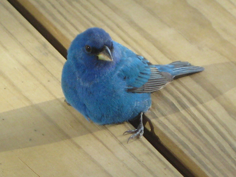 09 SpiritSongIndigo Bunting 2318