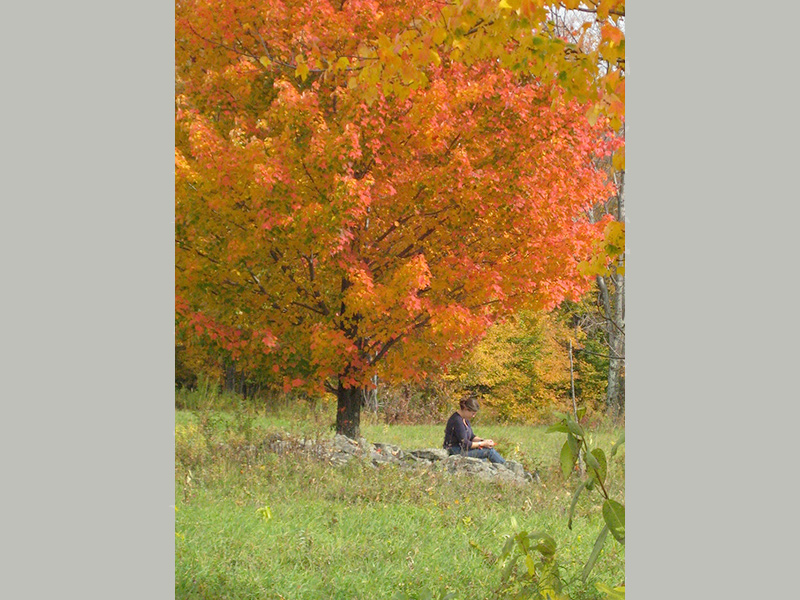 12 SpiritSong Autumn Maple 0640